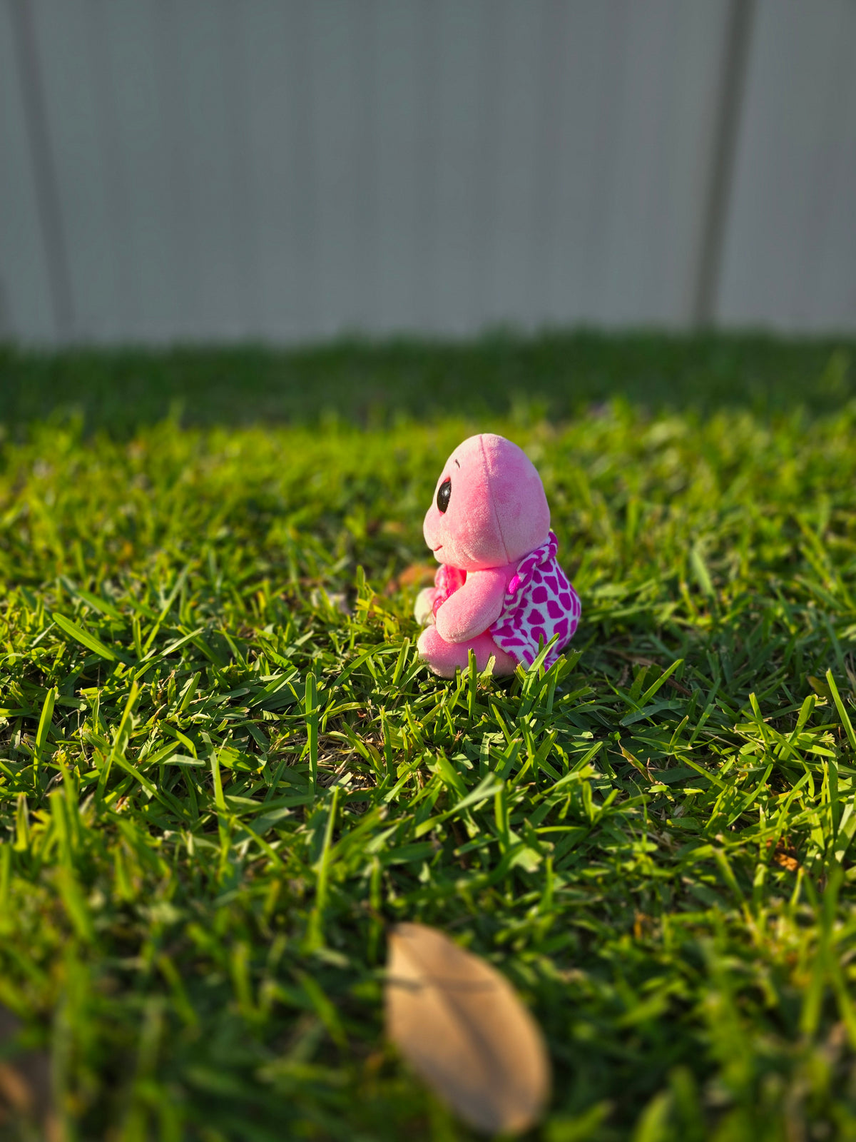 Bella the Pink Turtle
