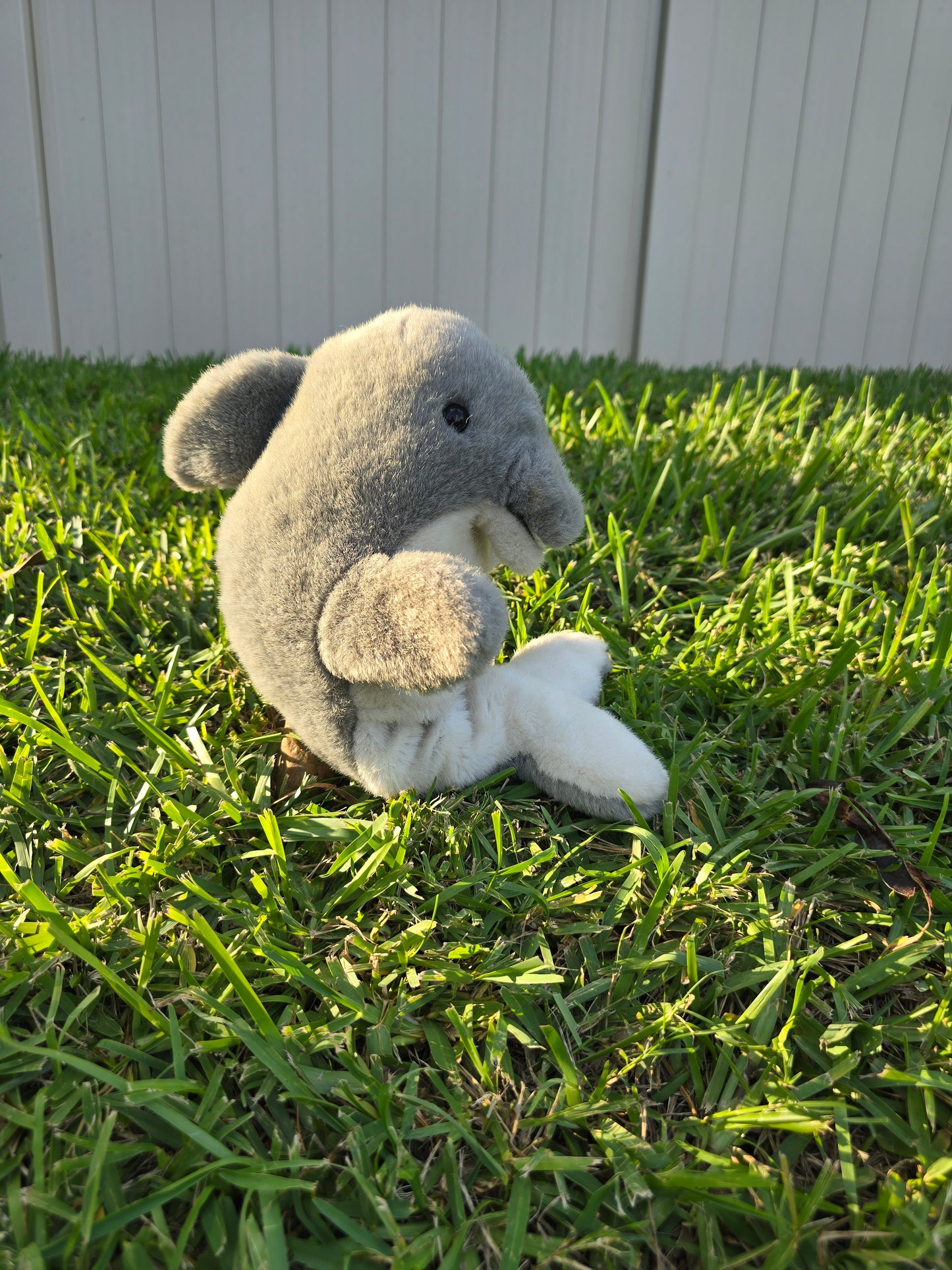 Finn the Baby Dolphin