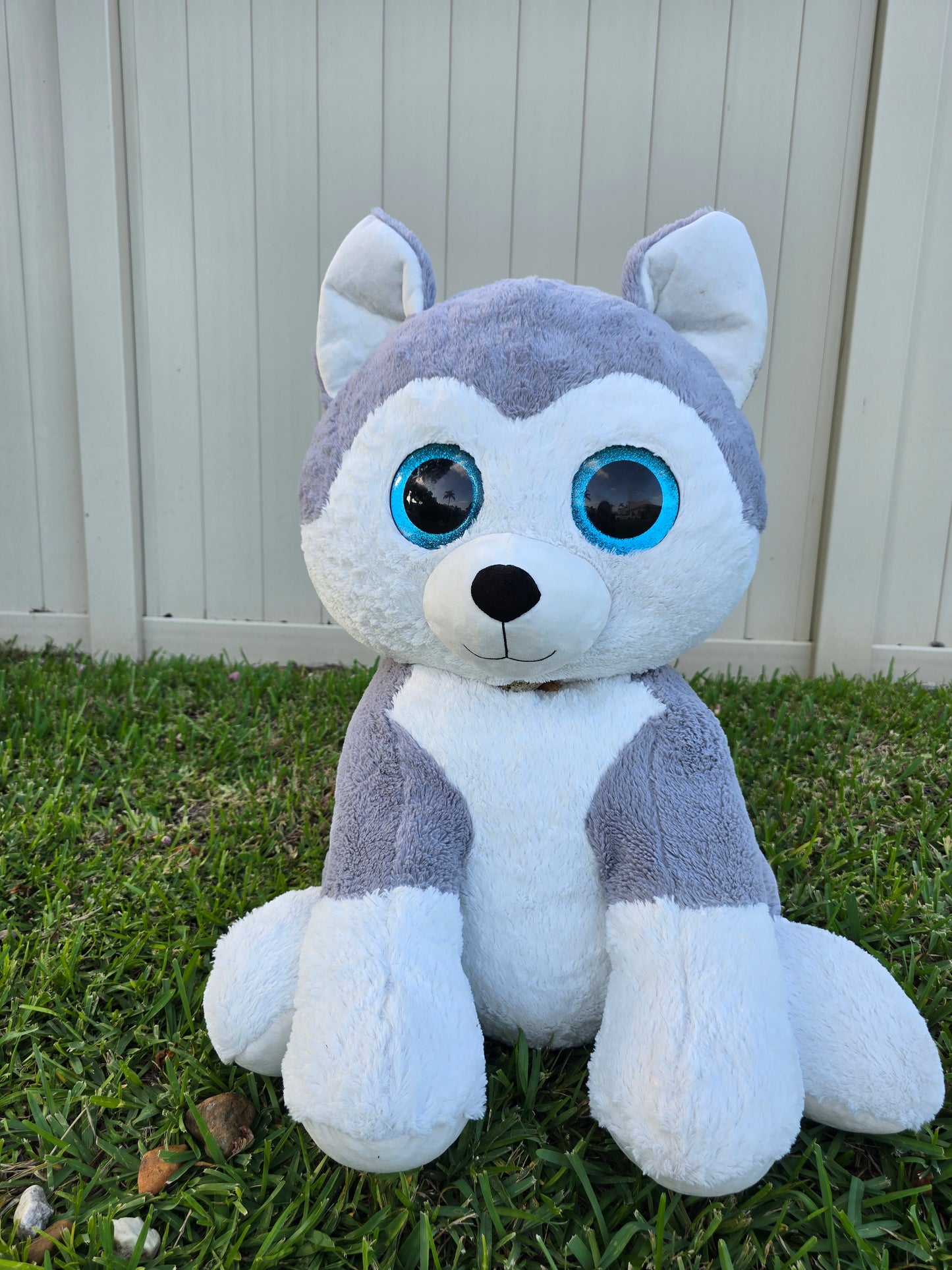 Luna the Husky