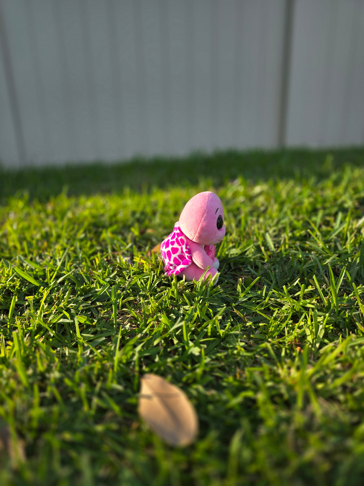 Bella the Pink Turtle