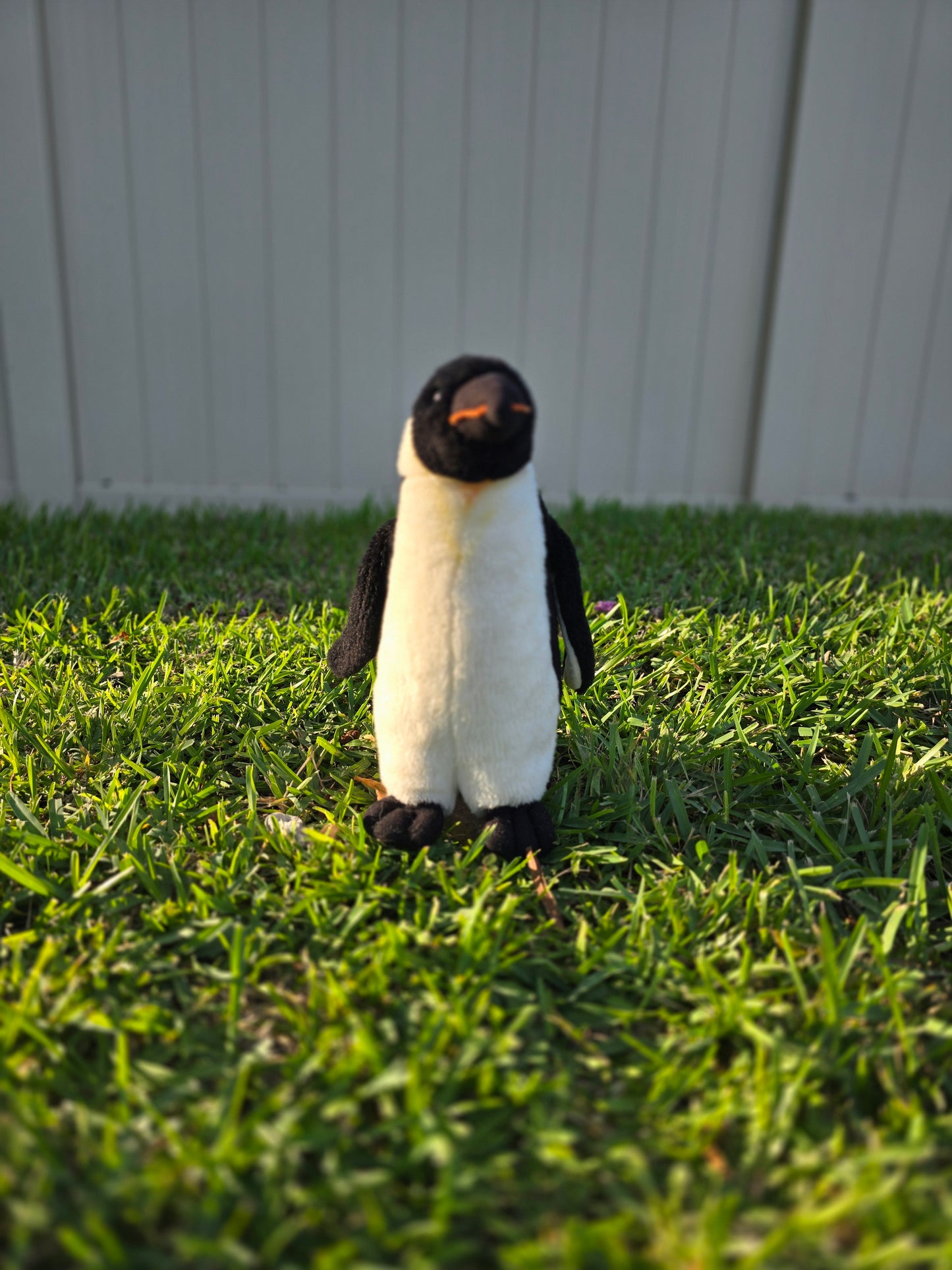Piper the Little Penguin 🐧❄️