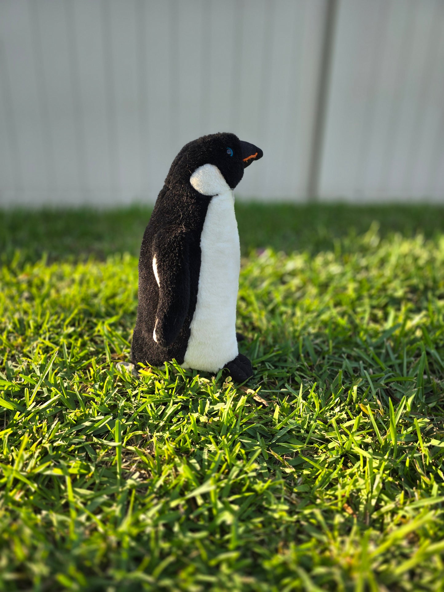 Piper the Little Penguin 🐧❄️