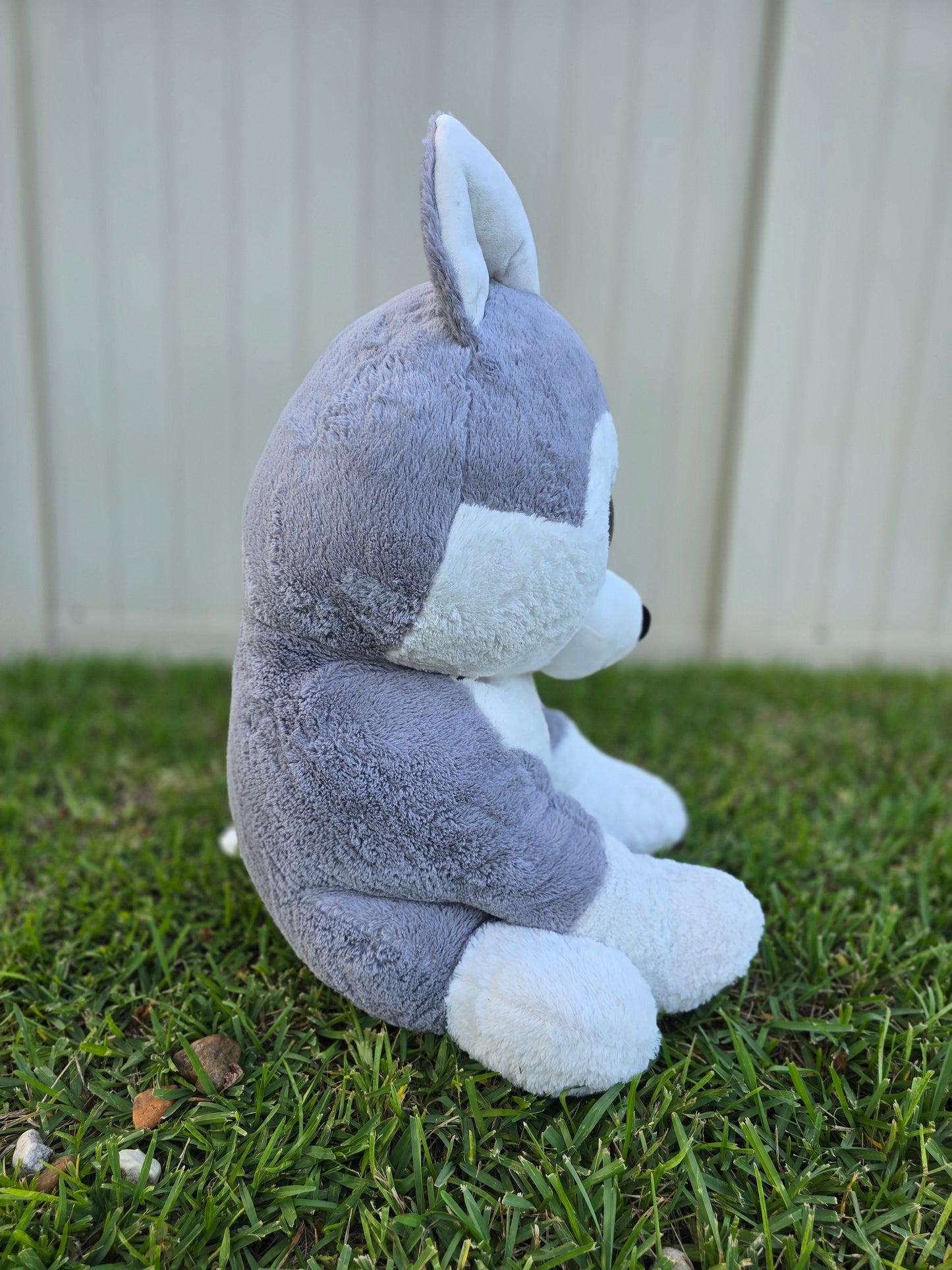 Luna the Husky