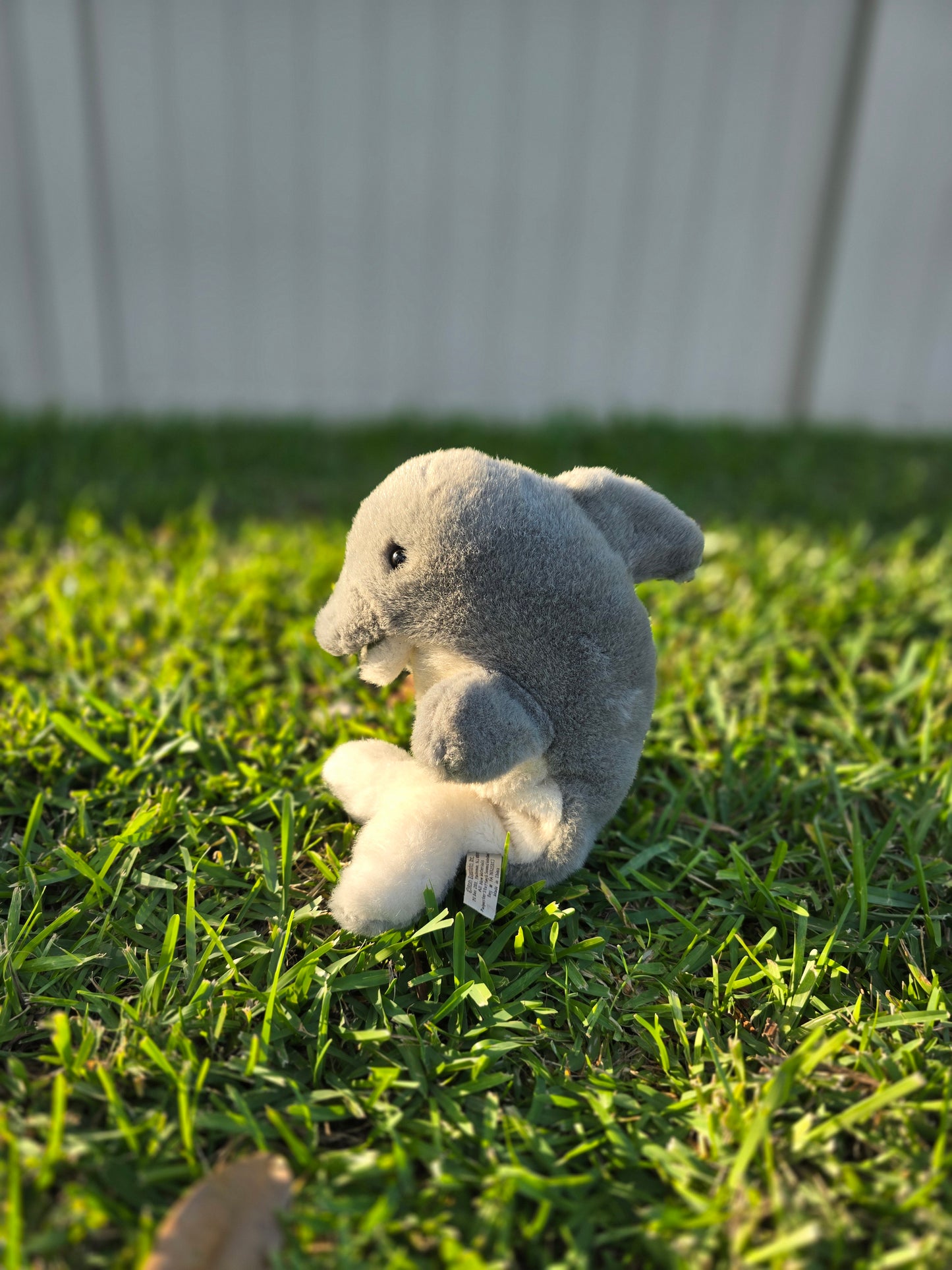 Finn the Baby Dolphin